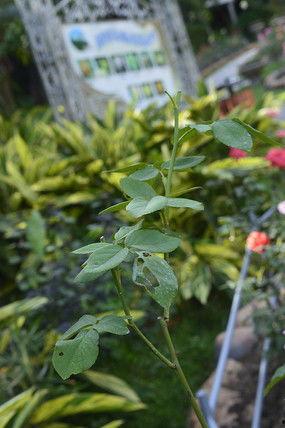 月季叶资料,探寻花中皇后背后的绿色奥秘