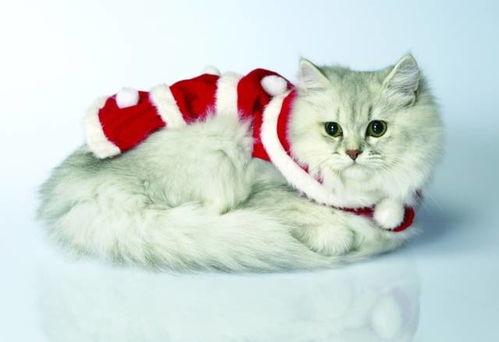 毛的照片,见证历史风云的伟人瞬间